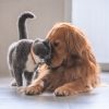 Healing-van-je-huisdier